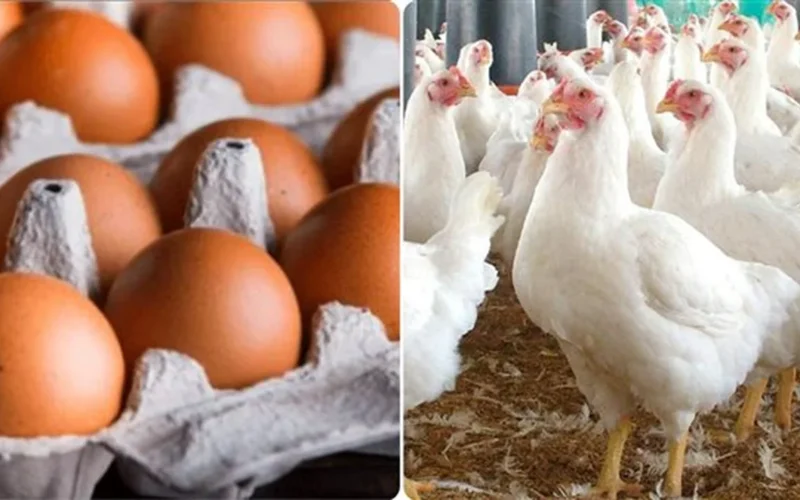 زيادة 30 جنيها.. اتحاد منتجي الدواجن يكشف أسباب قفزة الأسعار قبل رمضان وتأثيراتها بطريقة مفصلة